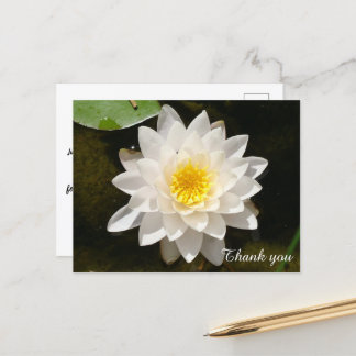 Postal Floating White Waterlily Lotus Gracias