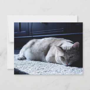 Postal floja para la captura de gatos