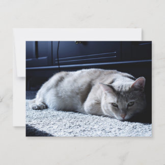 Postal floja para la captura de gatos