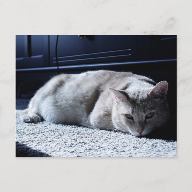 Postal floja para la captura de gatos (Anverso)