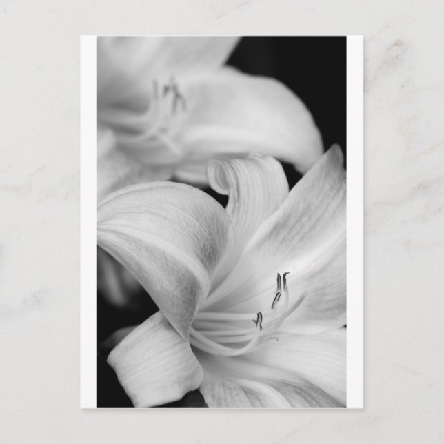 Postal Flor (Anverso)