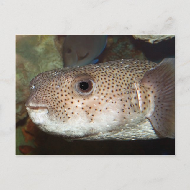 Postal Flor (Anverso)