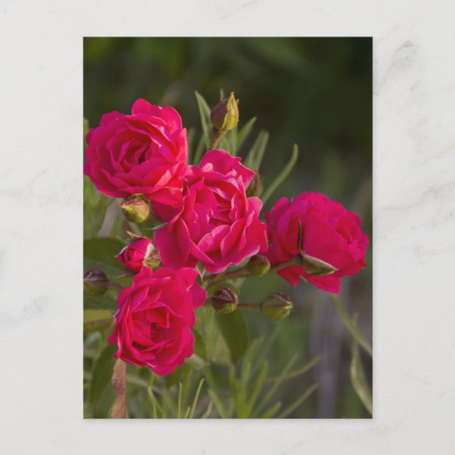 Postal Flor (Anverso)