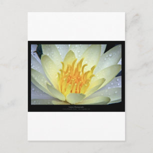 Postal Flor 061 Lirio de agua blanca