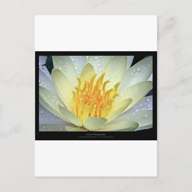 Postal Flor 061 Lirio de agua blanca (Anverso)