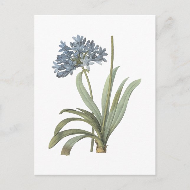 Postal Flor Agapanthus (Anverso)