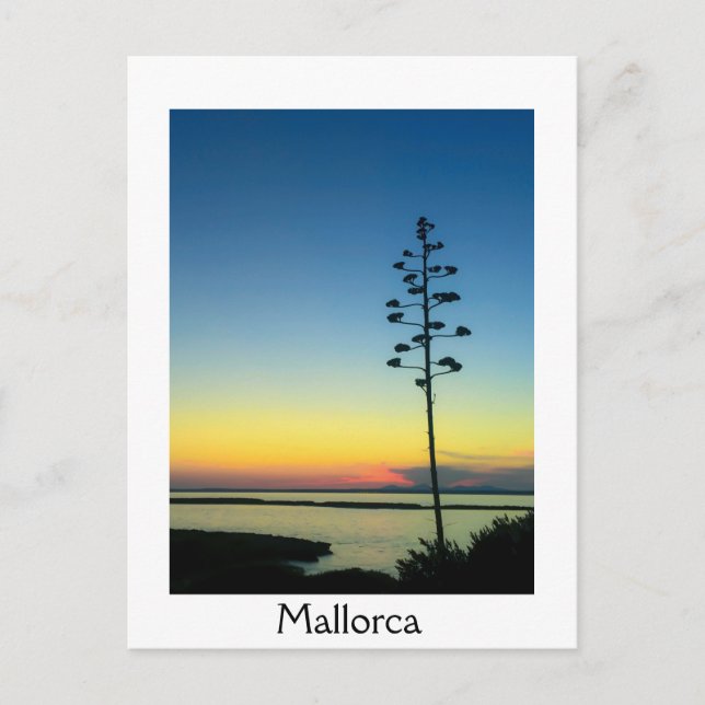 Postal Flor Agave floreciente en Mallorca al atardecer (Anverso)