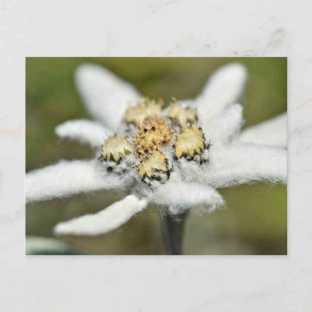 Postal Flor alpina de Edelweiss (Anverso)