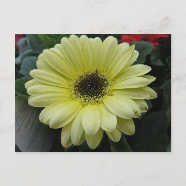 Postal Flor amarilla (Anverso)