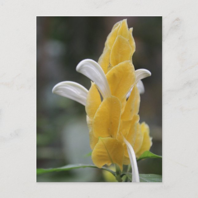 Postal Flor amarilla # 2 (Anverso)