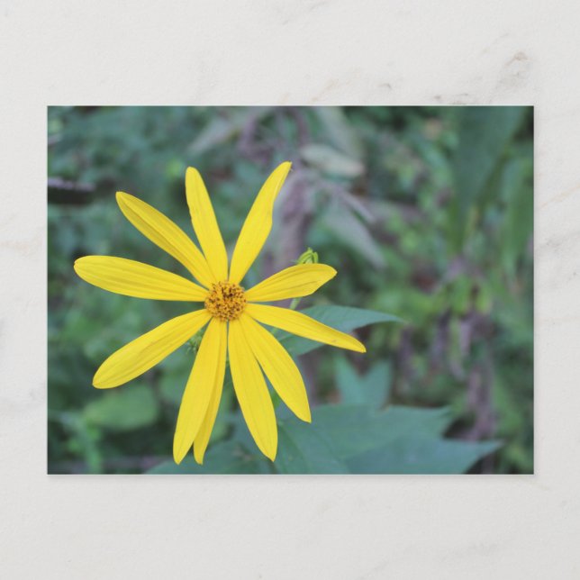 Postal Flor Amarilla #5 (Anverso)