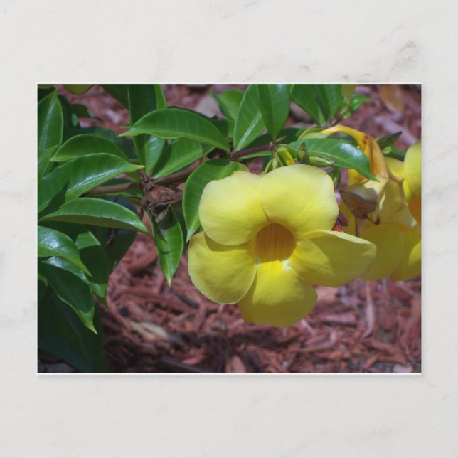 Postal Flor amarilla de Alamanda (Anverso)