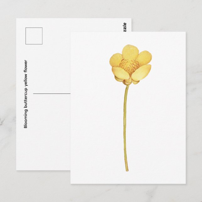 Postal Flor amarilla de botón de oro en flor (Anverso / Reverso)
