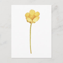 Postal Flor amarilla de botón de oro en flor