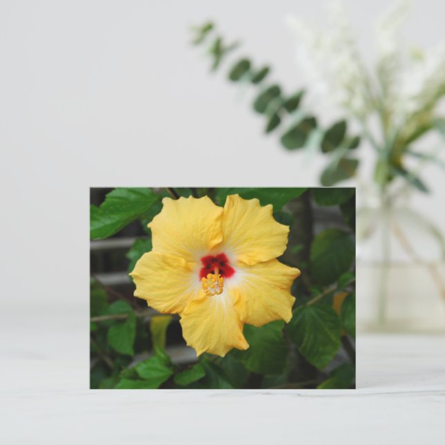 Postal Flor amarilla de Hibiscus (Anverso de pie)