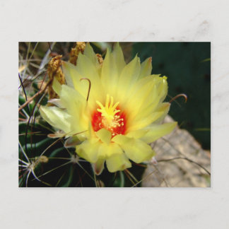 Postal Flor amarilla del cactus del anzuelo