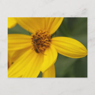 Postal Flor amarilla e insecto #10
