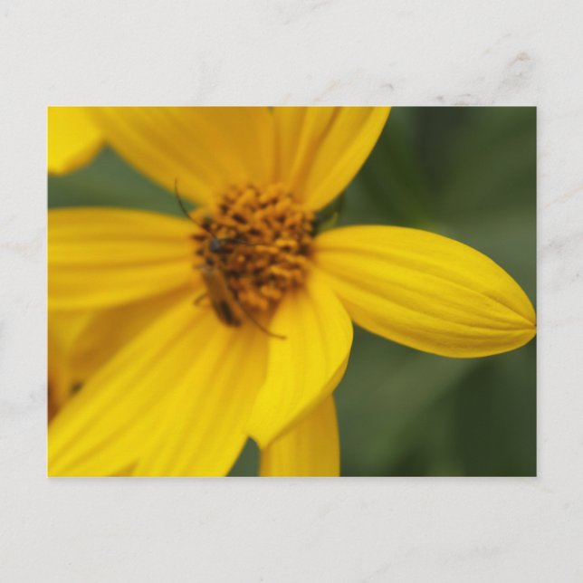 Postal Flor amarilla e insecto #10 (Anverso)