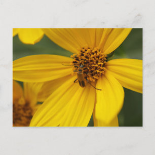 Postal Flor amarilla e insecto #2
