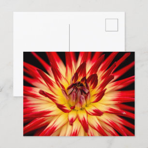 Postal Flor amarilla y roja radiante, disparo de cierre f