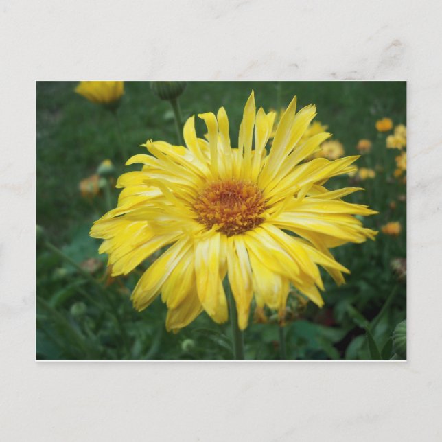 Postal Flor amarillo brillante (Anverso)