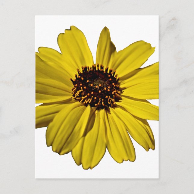 Postal Flor amarillo brillante, margarita (Anverso)