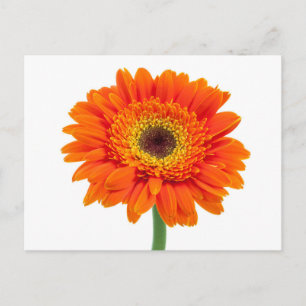 Postal Flor anaranjada de la margarita del Gerbera
