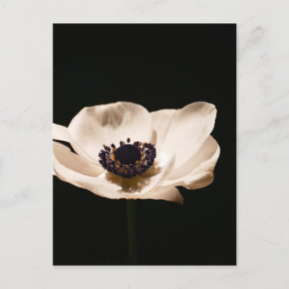 Postal Flor anémona