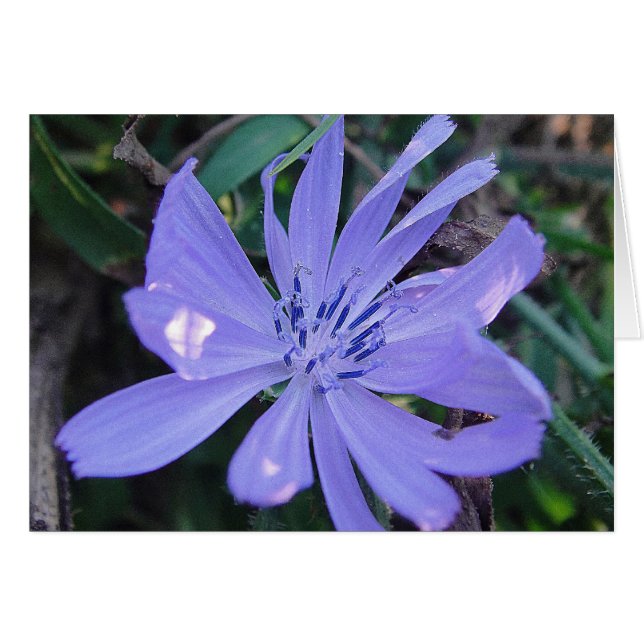 Postal flor apuesta azul de caza, en blanco (Anverso (Horizontal))
