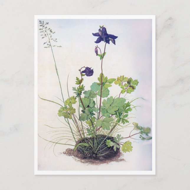 Postal Flor Aquilegia vulgaris, Albrecht Durer (Anverso)