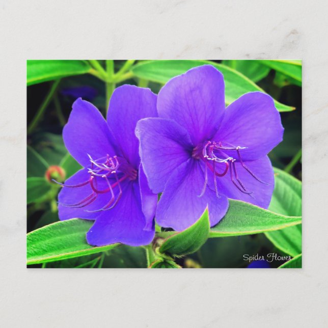 Postal Flor araña [postal] (Anverso)