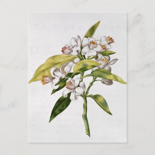 Postal Flor arbórea naranja, de 'La Guirlande de Julie' (Anverso)