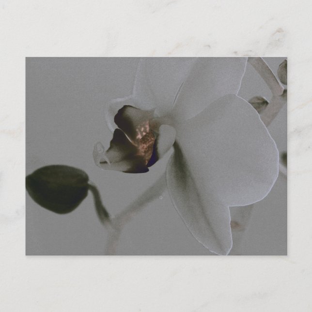 Postal Flor artificial en tonos grises (Anverso)