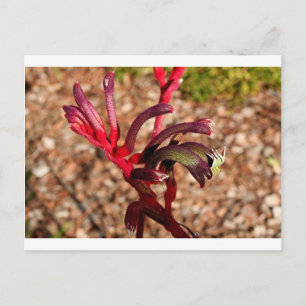 Postal Flor australiana canguro paw en flor 2