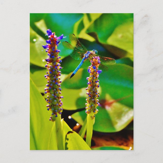 Postal Flor azul (Anverso)