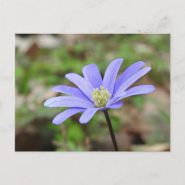 Postal Flor azul