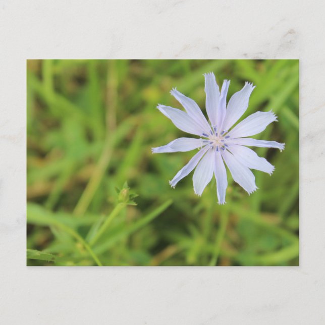 Postal Flor azul #3 (Anverso)