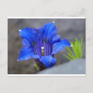 Postal Flor azul alpina enzian