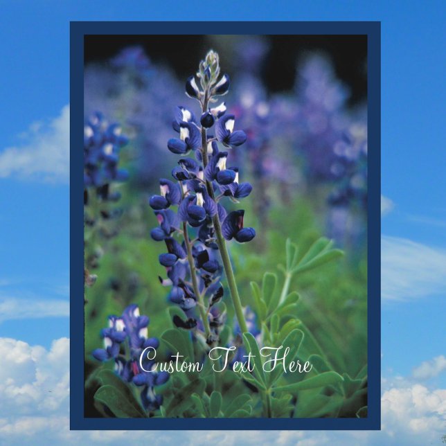 Postal Flor azul de campo azul de Bluebonnet (Subido por el creador)