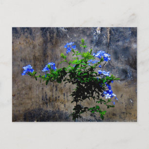 Postal Flor azul de Plumbago