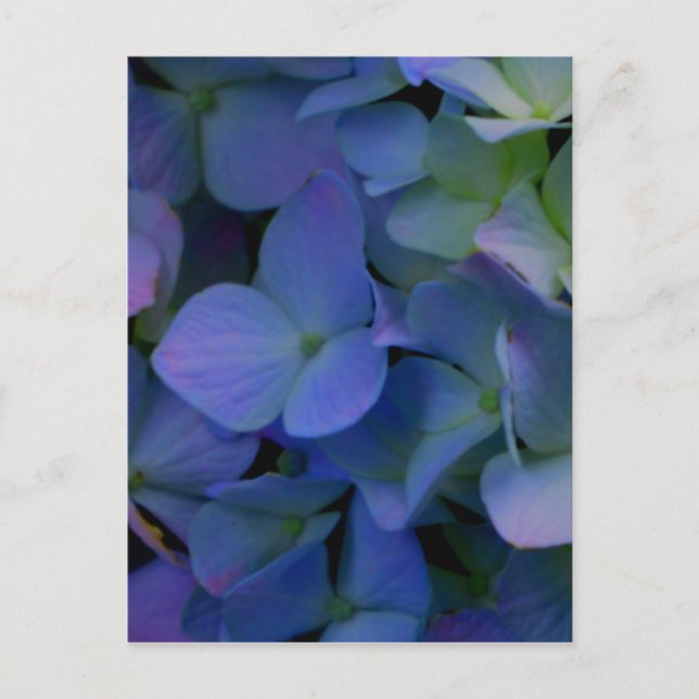 Postal Flor azul morado de hortensias floral (Anverso)
