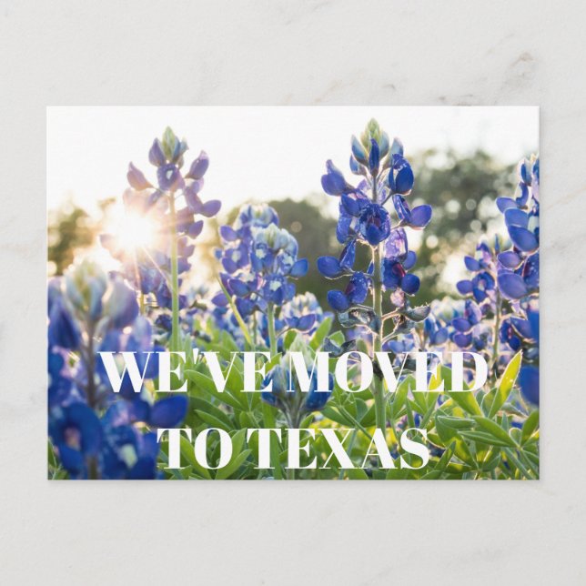 Postal Flor azul Texas Bluebonnets Flor silvestre  (Anverso)