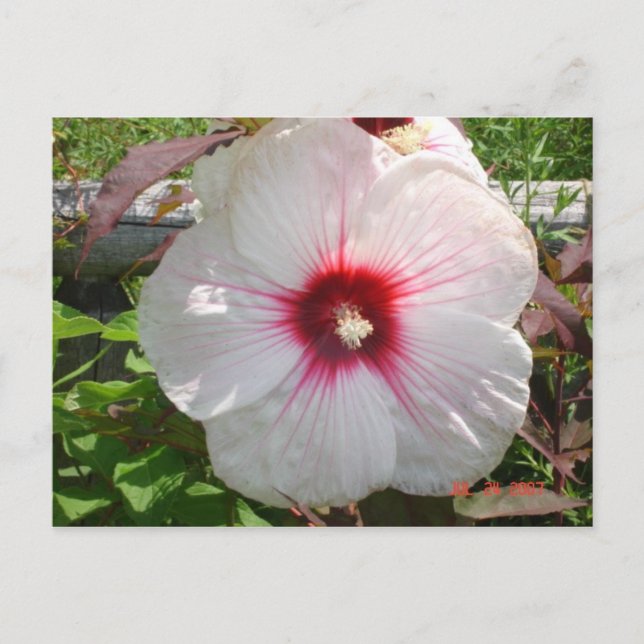 Postal Flor blanca (Anverso)