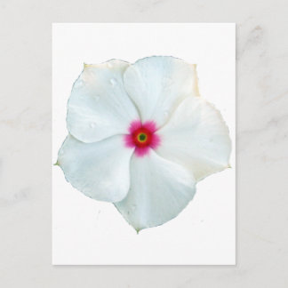 Postal flor blanca