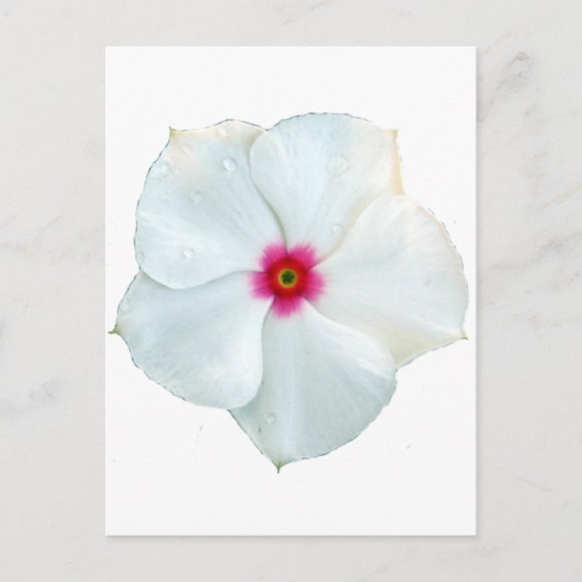 Postal flor blanca (Anverso)