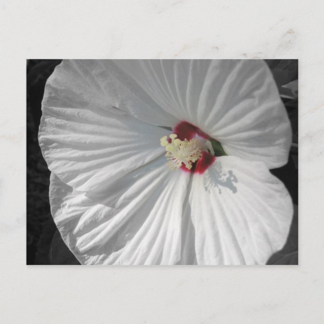 Postal flor blanca (Anverso)