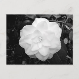 Postal Flor blanca. (Blanco y negro)