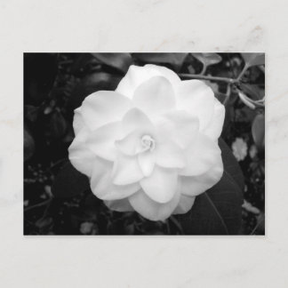Postal Flor blanca. (Blanco y negro)