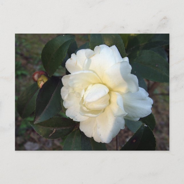 Postal flor blanca de camellia (Anverso)