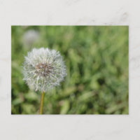 Flor blanca de diente de león sobre hierba verde